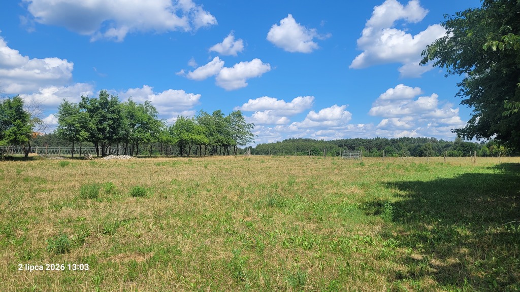 Działka na sprzedaż Wiśniewo 7 800 m2 | Arka Nieruchomości