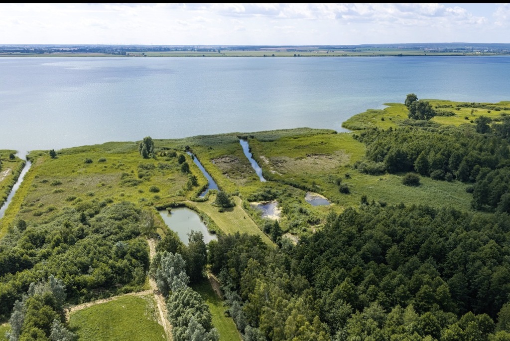 Działka na sprzedaż Wierzbno 6 087 m2 | Arka Nieruchomości