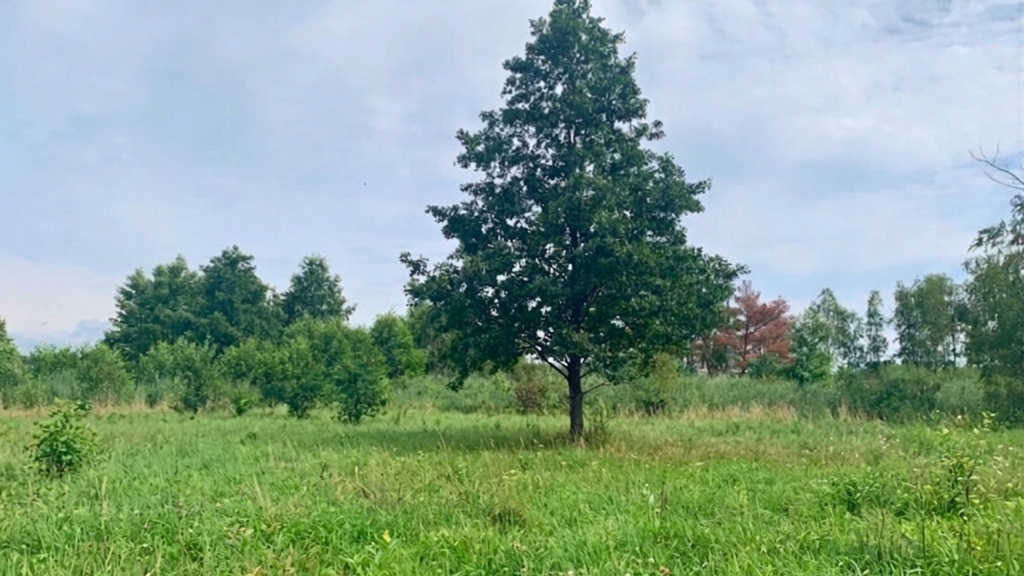 Działka na sprzedaż Międzywodzie 1 817 m2 | Arka Nieruchomości