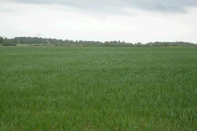 Działka na sprzedaż Siadło Górne 11 100 m2 | Arka Nieruchomości