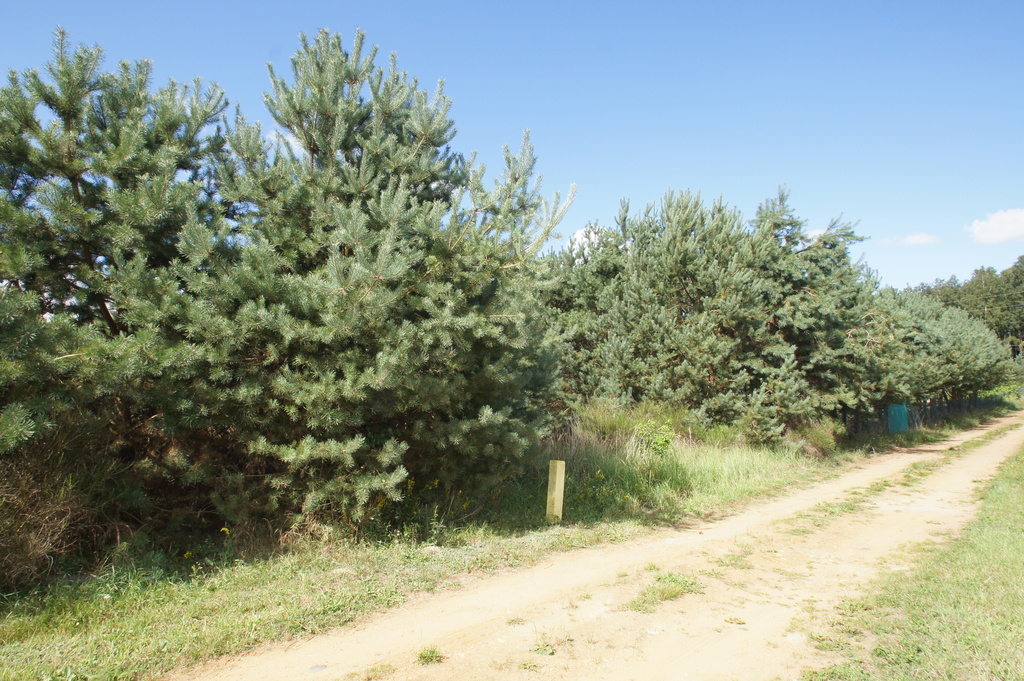 Działka na sprzedaż Charzyno 1 147 m2 | Arka Nieruchomości