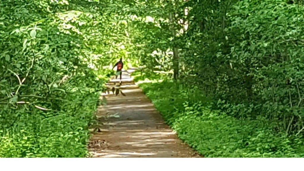 Działka na sprzedaż Swobnica 1 022 m2 | Arka Nieruchomości