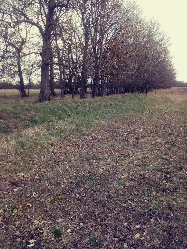 Działka na sprzedaż Łęgi 3 219 m2 | Arka Nieruchomości