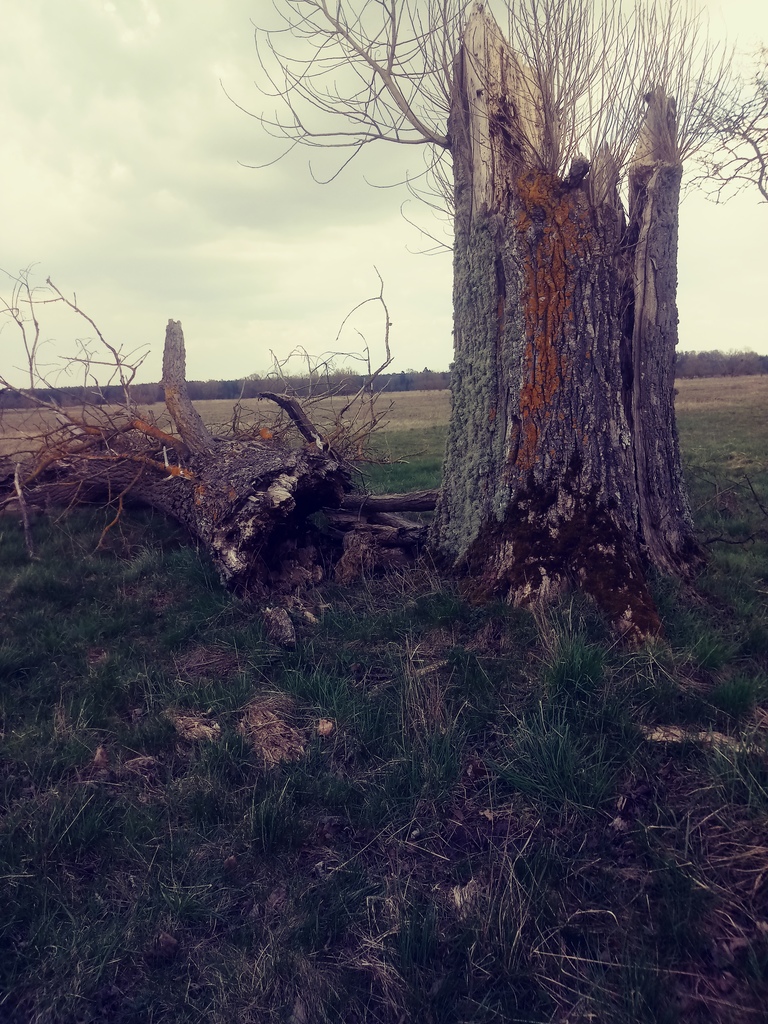 Działka na sprzedaż Łęgi 3 219 m2 | Arka Nieruchomości