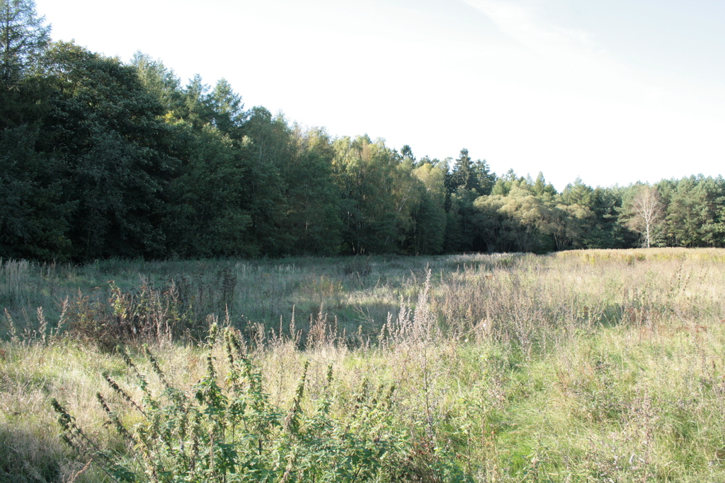 Działka na sprzedaż Krzepocin 19 743 m2 | Arka Nieruchomości