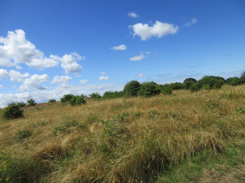 Działka na sprzedaż Lędzin 1 309 m2 | Arka Nieruchomości