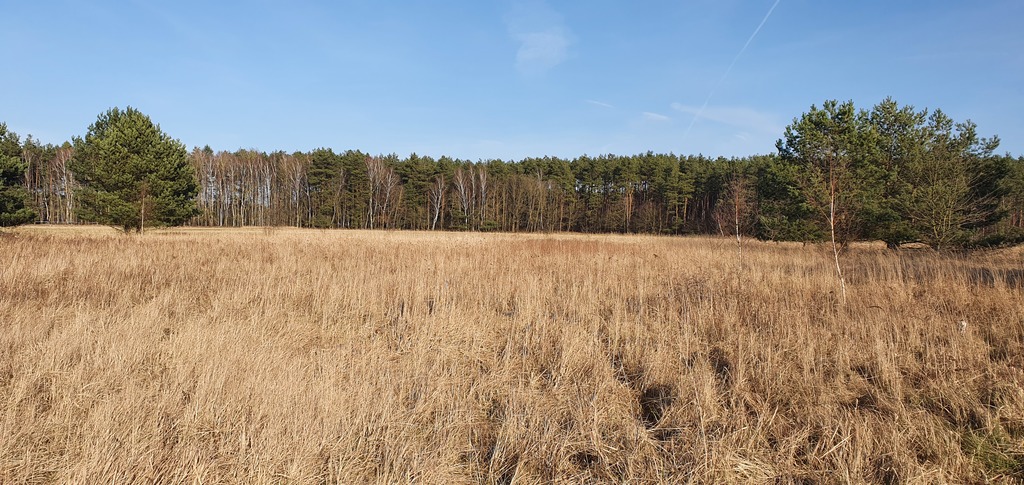 Działka na sprzedaż Białuń 1 137 m2 | Arka Nieruchomości