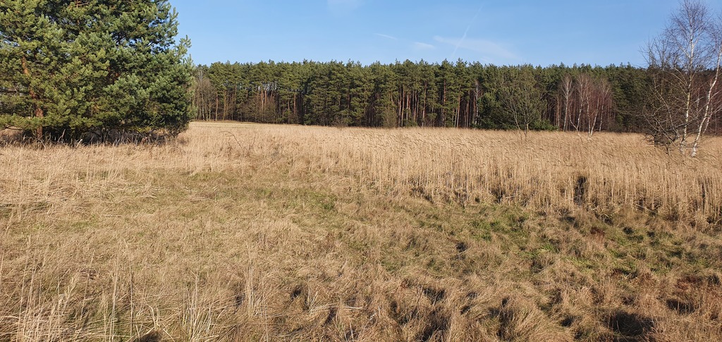 Działka na sprzedaż Białuń 1 137 m2 | Arka Nieruchomości