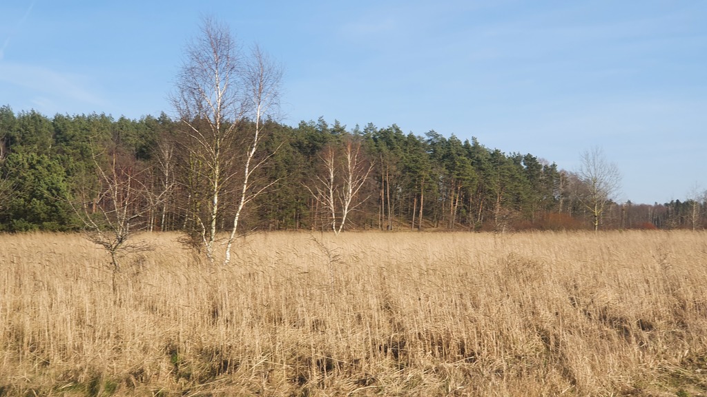 Działka na sprzedaż Białuń 1 137 m2 | Arka Nieruchomości