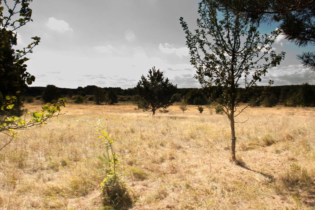 Działka na sprzedaż Warnowo 4 700 m2 | Arka Nieruchomości