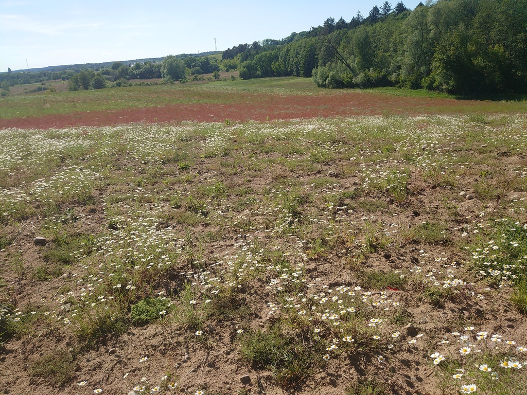Działka na sprzedaż Recz 35 415 m2 | Arka Nieruchomości