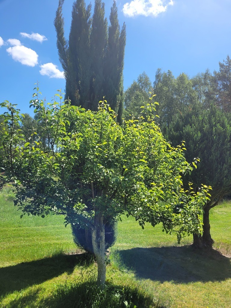 Dom na sprzedaż Łasko 170 m2 | Arka Nieruchomości
