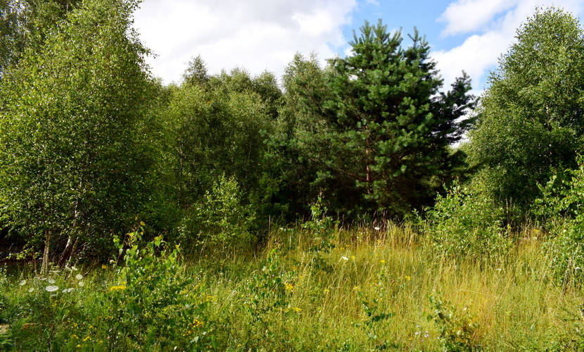 Działka na sprzedaż Lubieszewo 3 042 m2 | Arka Nieruchomości