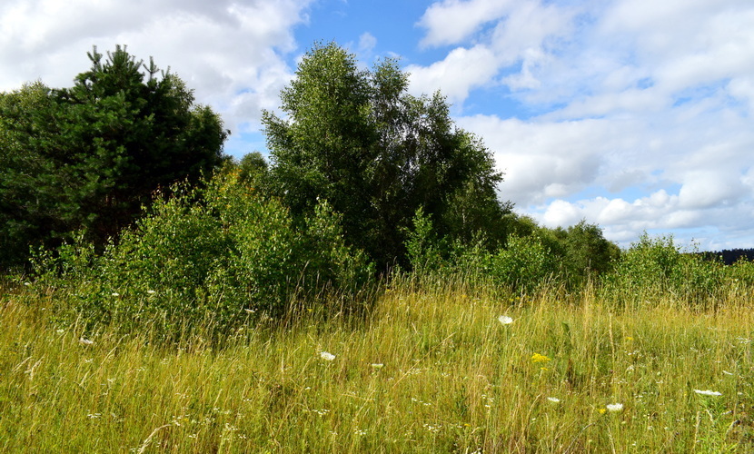 Działka na sprzedaż Lubieszewo 3 042 m2 | Arka Nieruchomości
