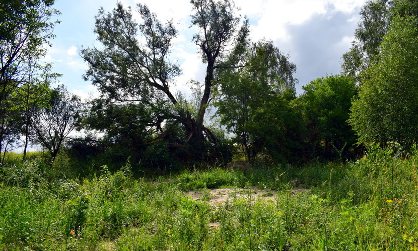 Działka na sprzedaż Lubieszewo 3 042 m2 | Arka Nieruchomości