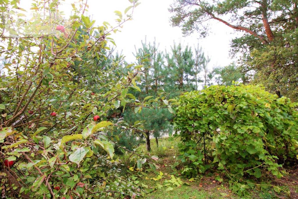 Piękna działka budowlana w atrakcyjnej lokalizacji bezpośrednio przy drodze – zdjęcie 2