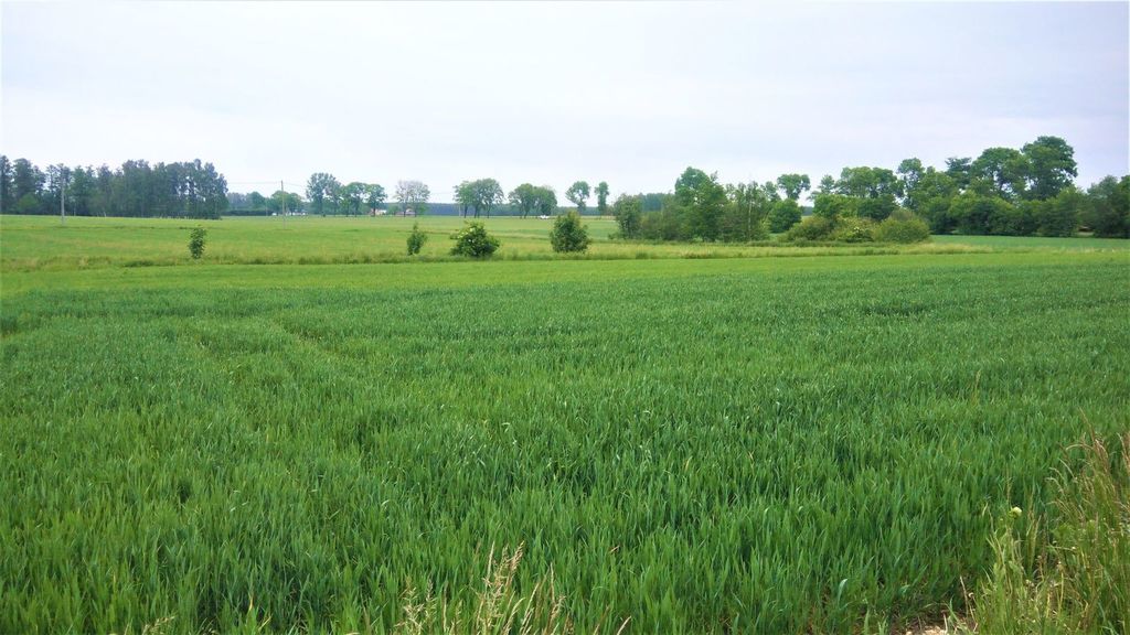 Użytki zielone łąka w tuszynie – zdjęcie 3