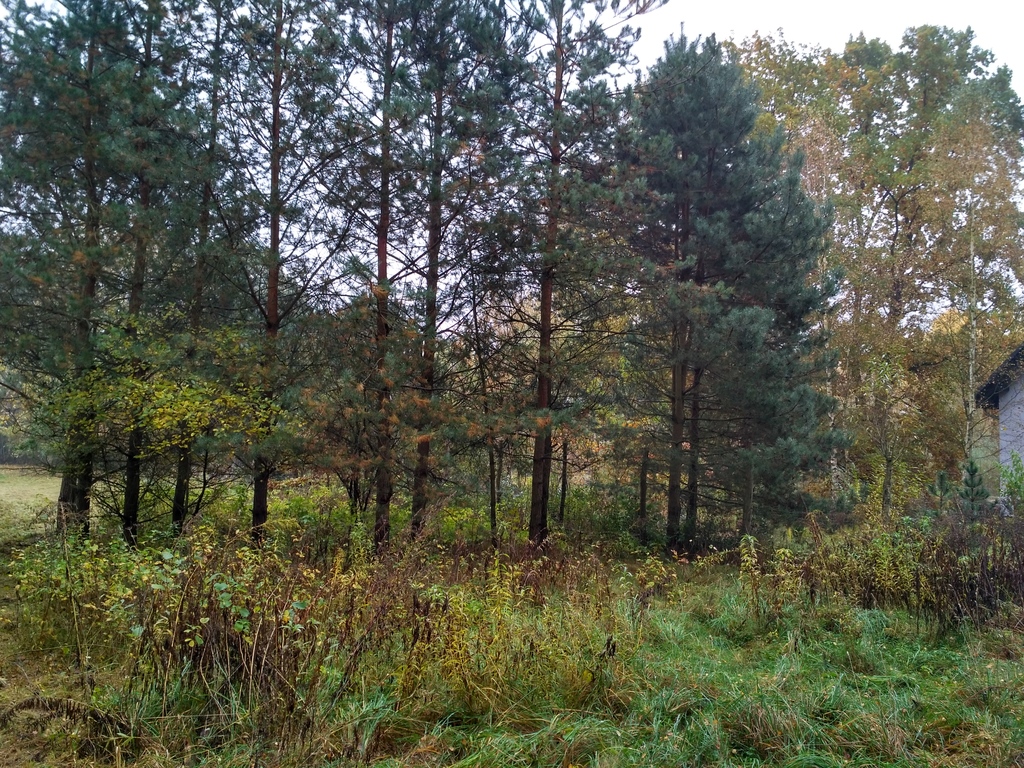 Działka na sprzedaż Grębowo 3 030 m2 | Arka Nieruchomości