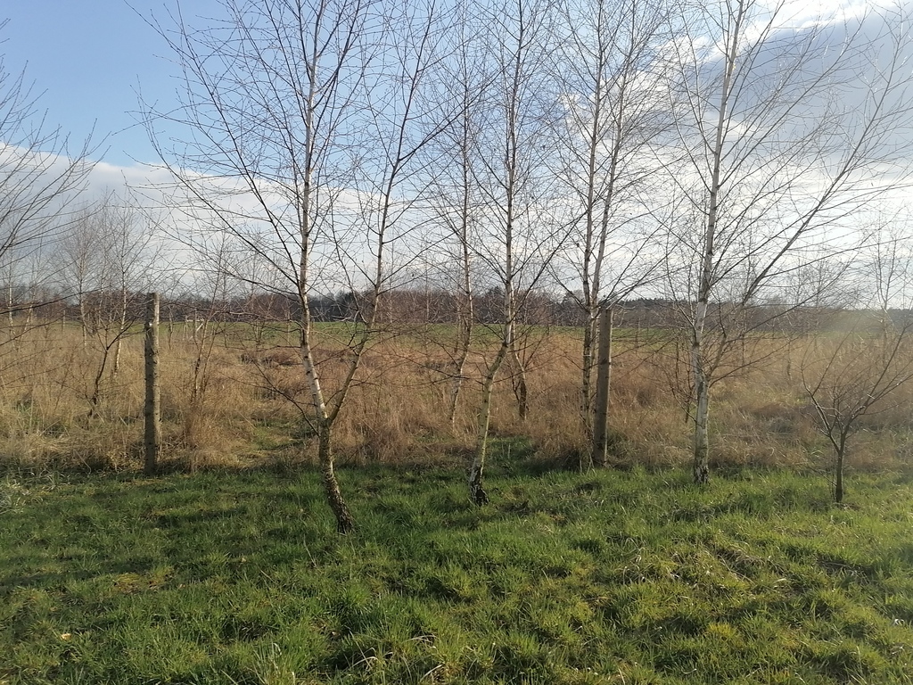 Działka na sprzedaż Wąwelnica 749 m2 | Arka Nieruchomości
