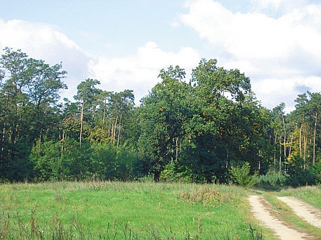 Działka na sprzedaż Kościno 1 535 m2 | Arka Nieruchomości