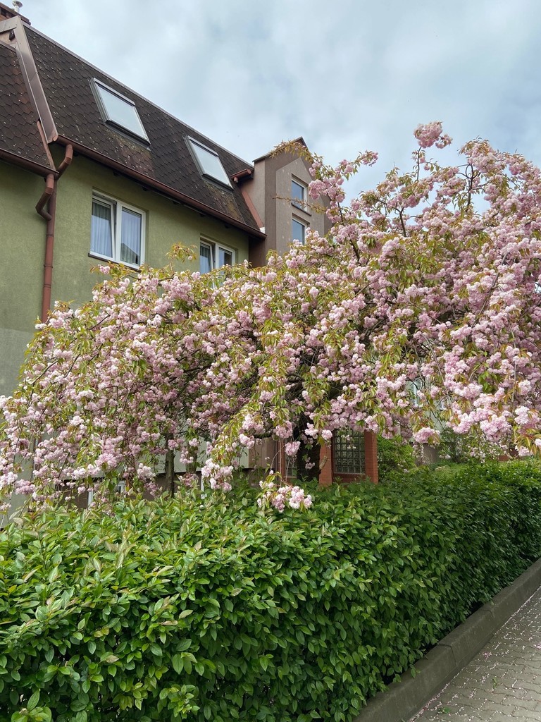 Mieszkanie na wynajem Szczecin, Warszewo 37 m2 | Arka Nieruchomości