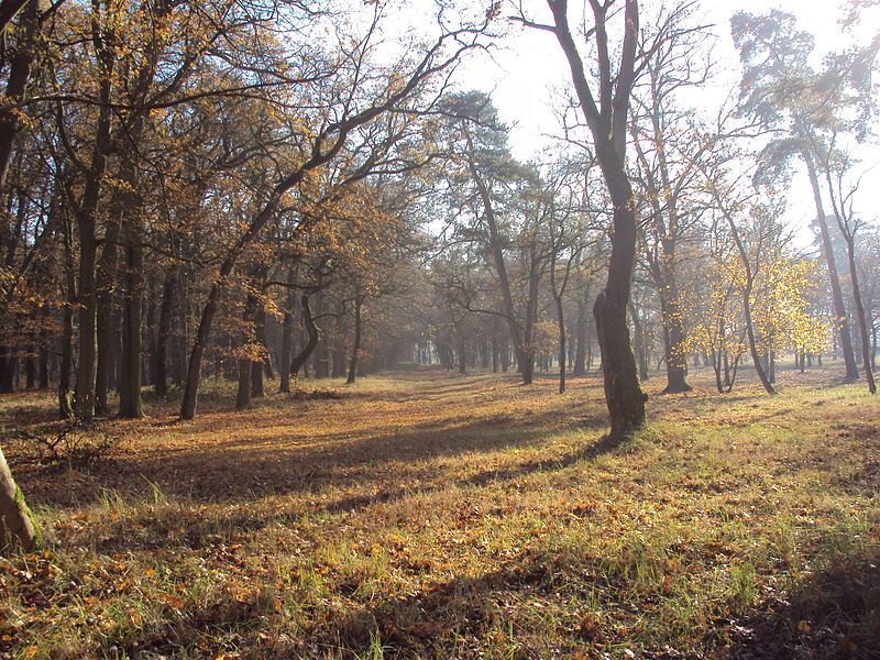 Działka na sprzedaż Rzędziny 2 001 m2 | Arka Nieruchomości