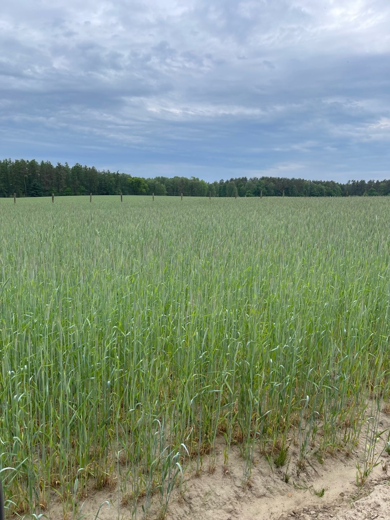 Działka na sprzedaż Chociwel 500 000 m2 | Arka Nieruchomości