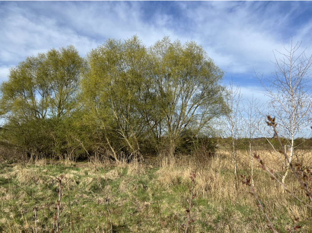 Działka na sprzedaż Mierzyn 1 099 m2 | Arka Nieruchomości