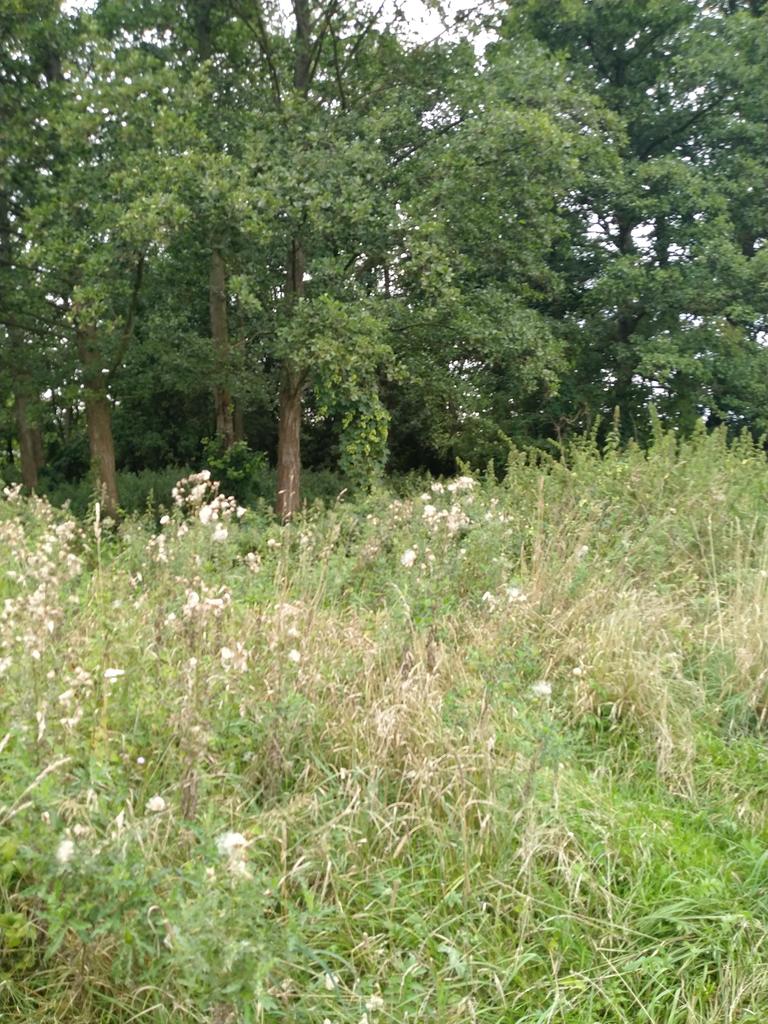 Działka na sprzedaż Czarnowo 4 211 m2 | Arka Nieruchomości