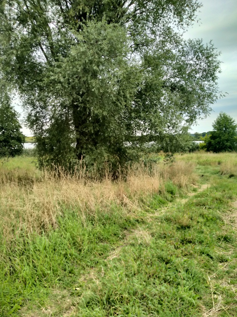 Działka na sprzedaż Czarnowo 4 211 m2 | Arka Nieruchomości