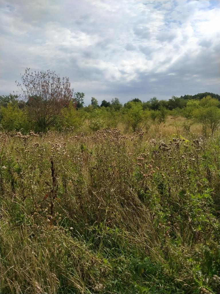 Działka na sprzedaż Pyrzyce 3 001 m2 | Arka Nieruchomości