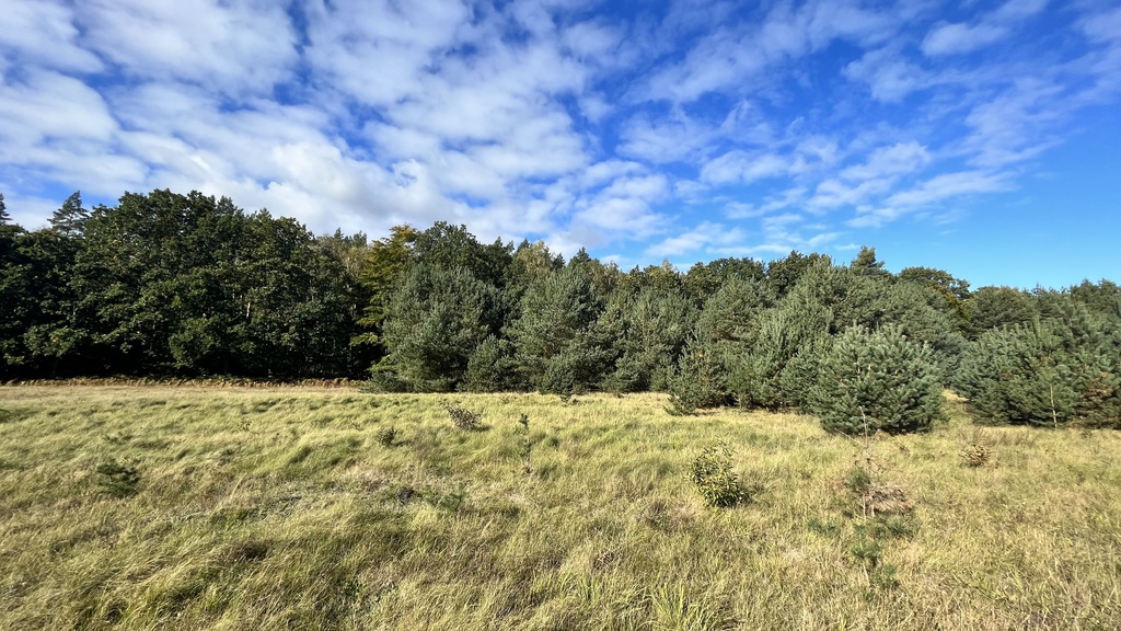 Działka na sprzedaż Brzózki 2 656 m2 | Arka Nieruchomości