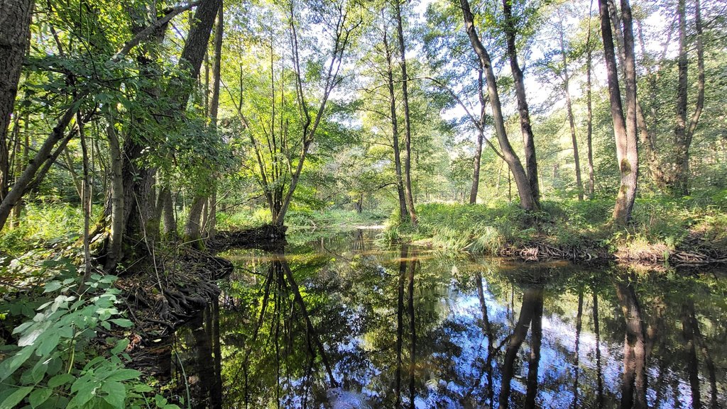 Działka na sprzedaż Staw 40 479 m2 | Arka Nieruchomości