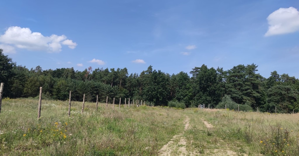 Działka na sprzedaż Kościno 2 439 m2 | Arka Nieruchomości