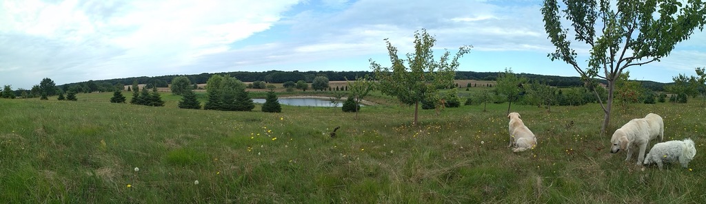 Dom na sprzedaż Stare Czarnowo 926 m2 | Arka Nieruchomości