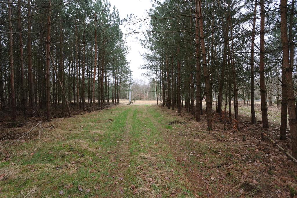 Działka na sprzedaż Krzywice 3 249 m2 | Arka Nieruchomości