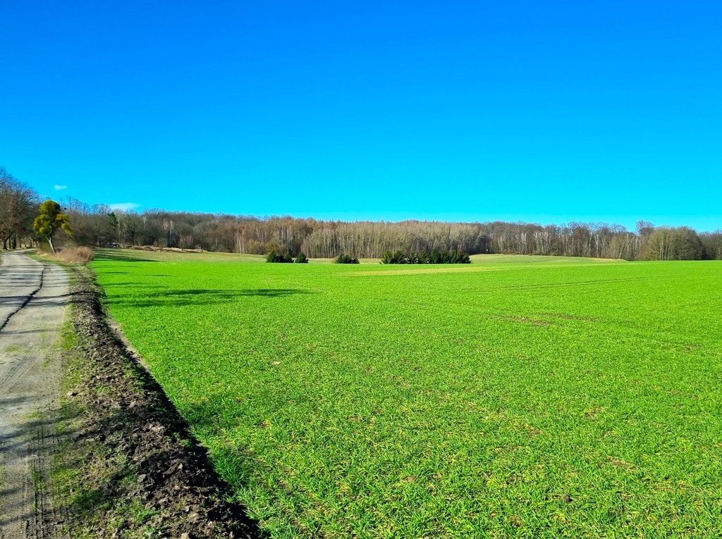 Działka na sprzedaż Kołowo 3 008 m2 | Arka Nieruchomości