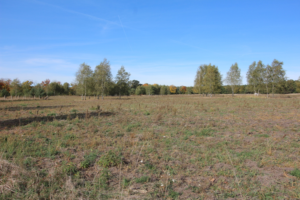 Działka na sprzedaż Grzepnica 1 500 m2 | Arka Nieruchomości