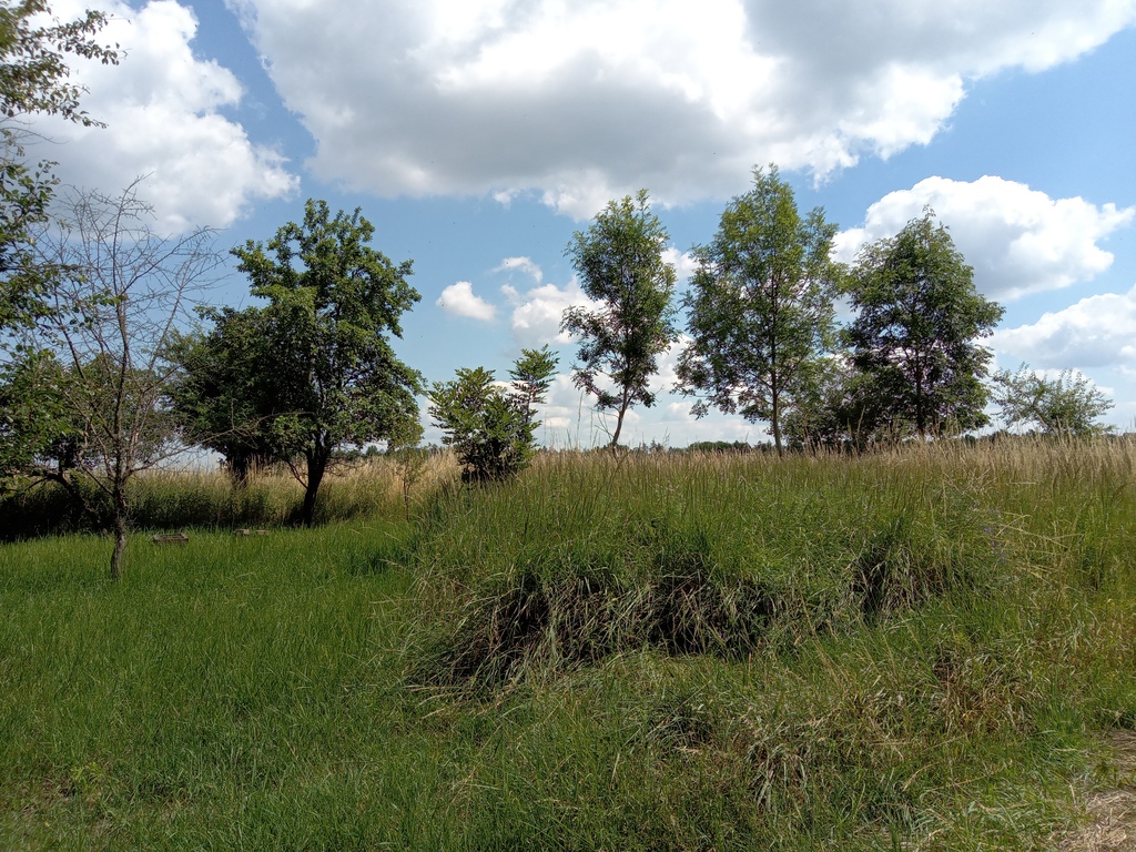 Działka na sprzedaż Dębina 4 300 m2 | Arka Nieruchomości