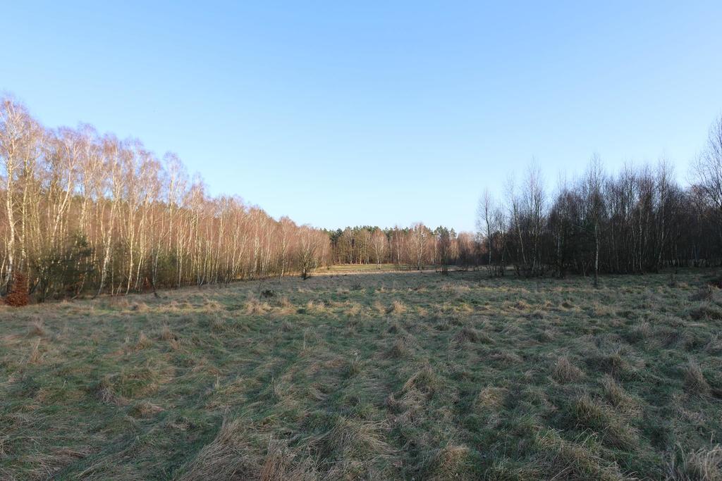 Działka na sprzedaż Krzywice 28 987 m2 | Arka Nieruchomości