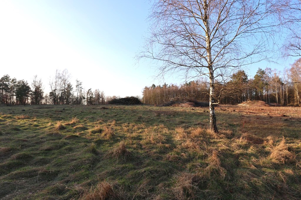 Działka na sprzedaż Krzywice 28 987 m2 | Arka Nieruchomości