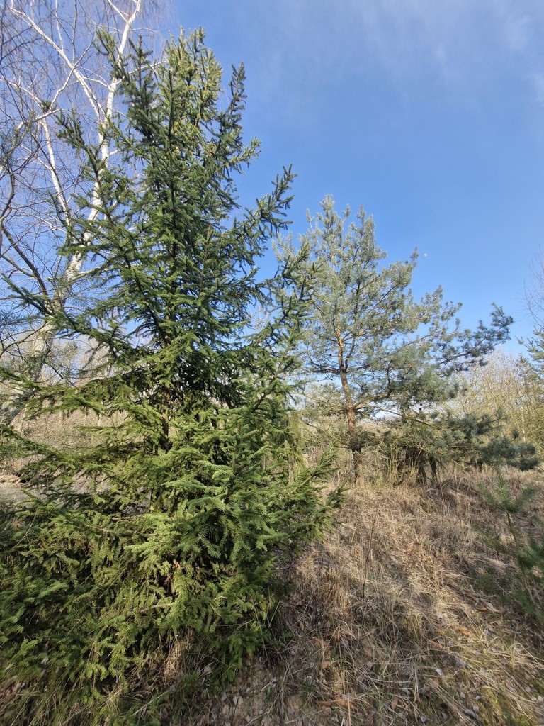 Działka na sprzedaż Stare Czarnowo 3 400 m2 | Arka Nieruchomości