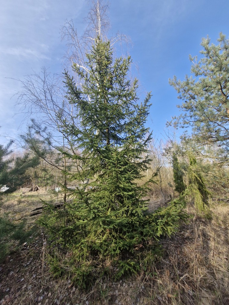 Działka na sprzedaż Stare Czarnowo 3 400 m2 | Arka Nieruchomości