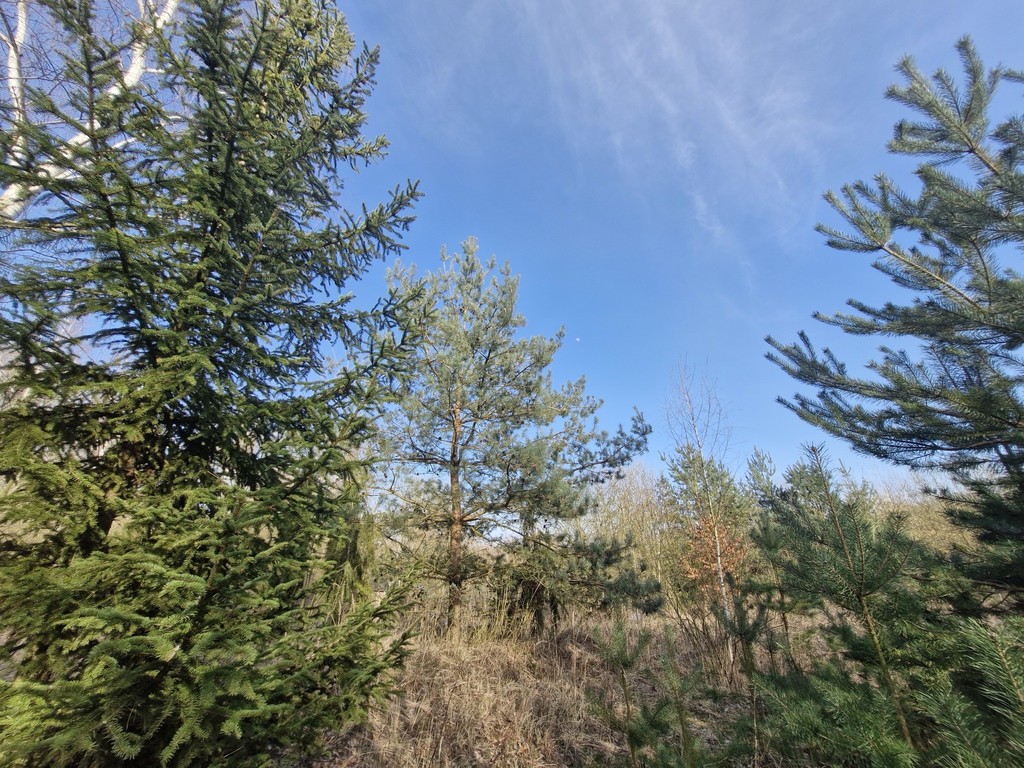 Działka na sprzedaż Stare Czarnowo 3 400 m2 | Arka Nieruchomości