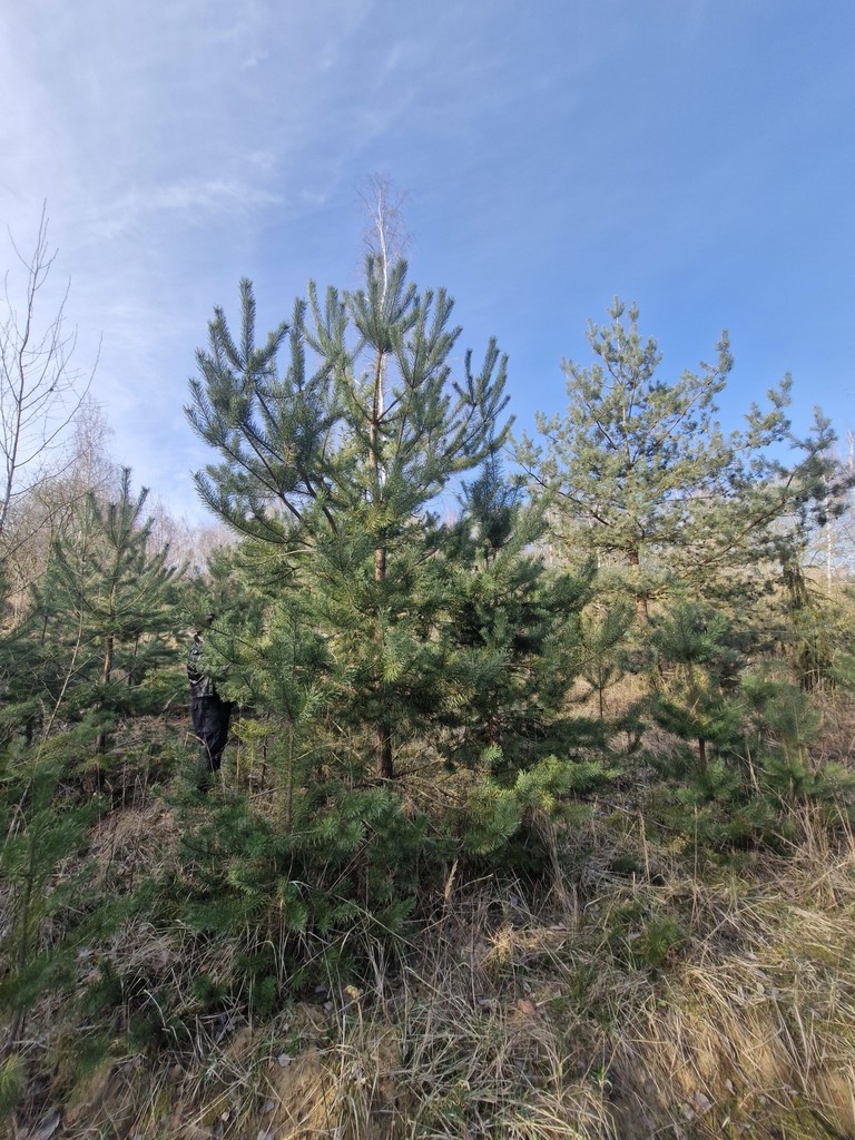 Działka na sprzedaż Stare Czarnowo 3 400 m2 | Arka Nieruchomości