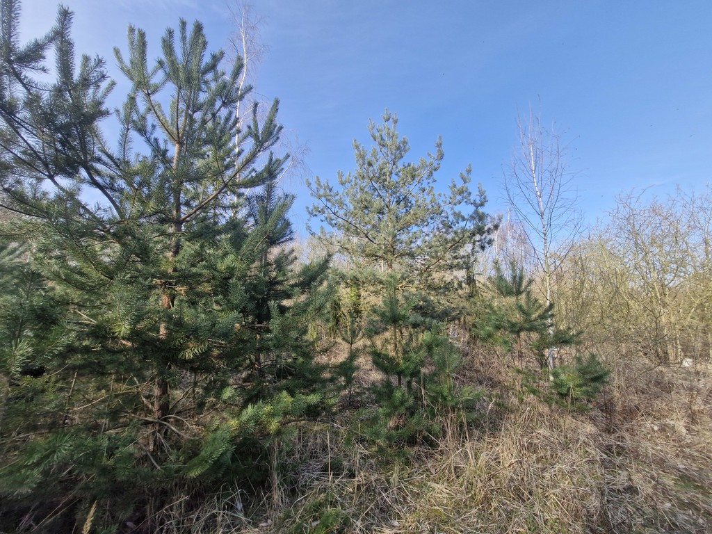 Działka na sprzedaż Stare Czarnowo 3 400 m2 | Arka Nieruchomości