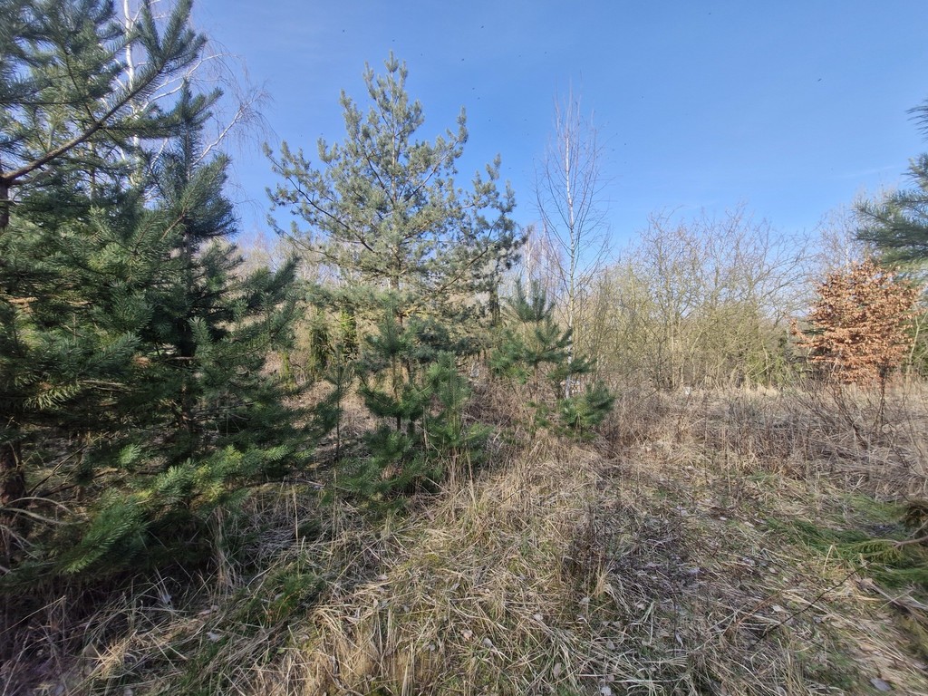 Działka na sprzedaż Stare Czarnowo 3 400 m2 | Arka Nieruchomości