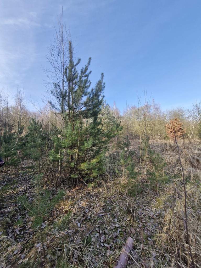 Działka na sprzedaż Stare Czarnowo 3 400 m2 | Arka Nieruchomości