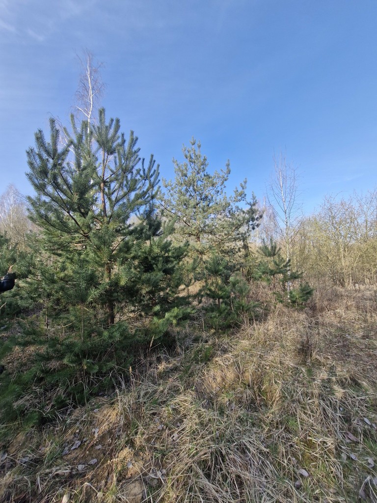 Działka na sprzedaż Stare Czarnowo 3 400 m2 | Arka Nieruchomości