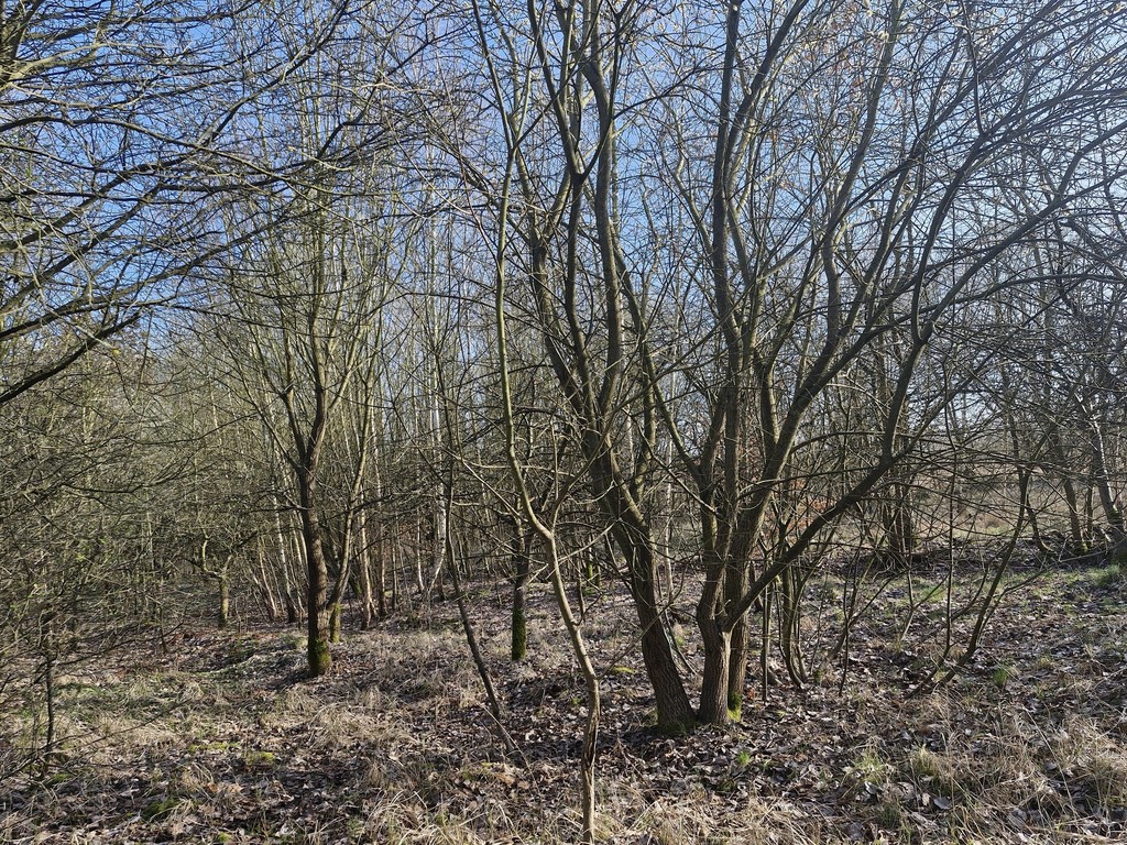 Działka na sprzedaż Stare Czarnowo 3 400 m2 | Arka Nieruchomości